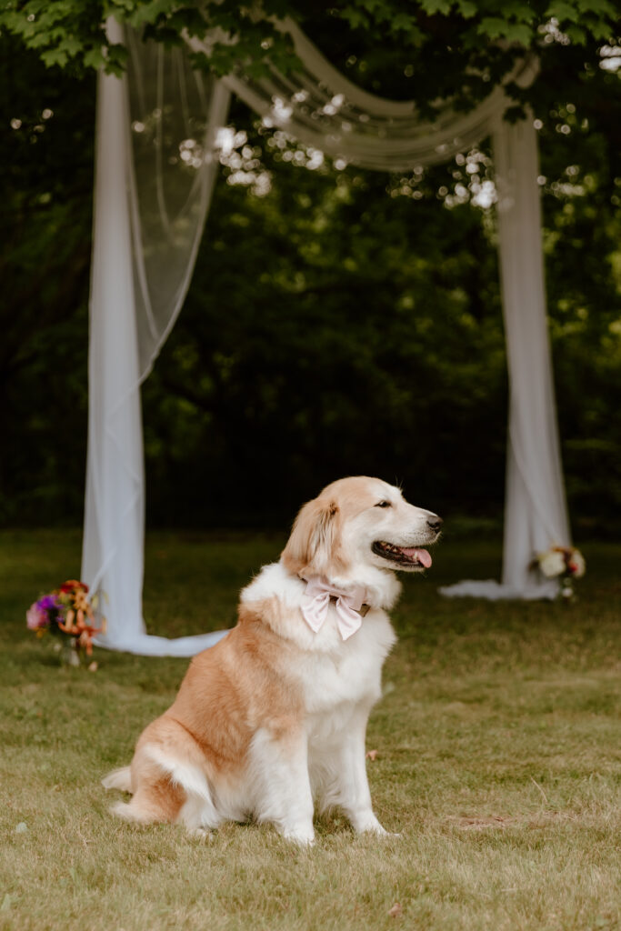 One of the bride & groom's dogs dressed up for the wedding